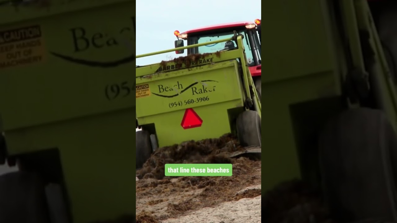 Beachgoers Along Florida’s East Coast Finding Enormous Clumps Of Seaweed #shorts