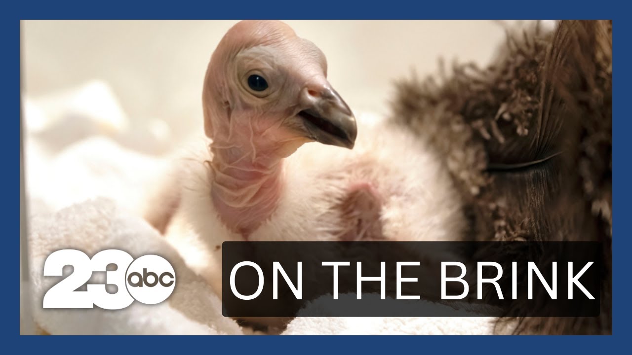 California condors confront bird flu 1 California Condors Confront Bird Flu