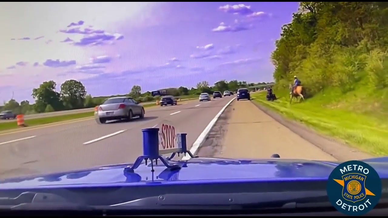 Cow Wandering On I 75 Saved By Wranglers