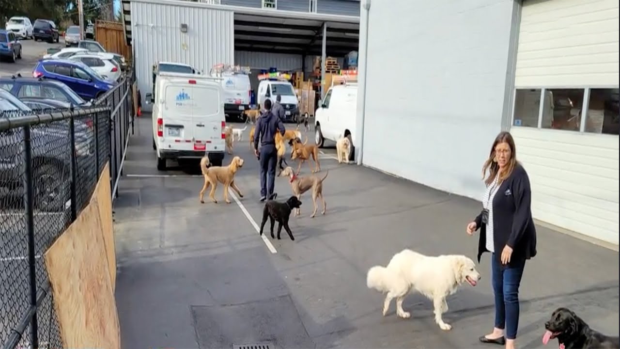 Coworkers rescue dogs from burning building, strangers help man named Cash, more uplifting news 1 Coworkers Rescue Dogs From Burning Building, Strangers Help Man Named Cash, More Uplifting News