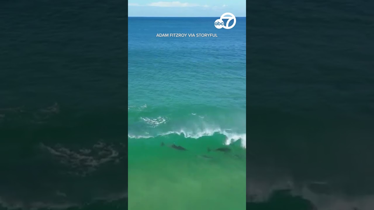 Dolphin Pod Has Surf Session Off Coast Of New South Wales