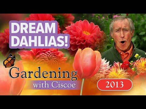 Dream Dahlias! Where To Pick Your Own Bouquet! | Gardening With Ciscoe | Full Episode