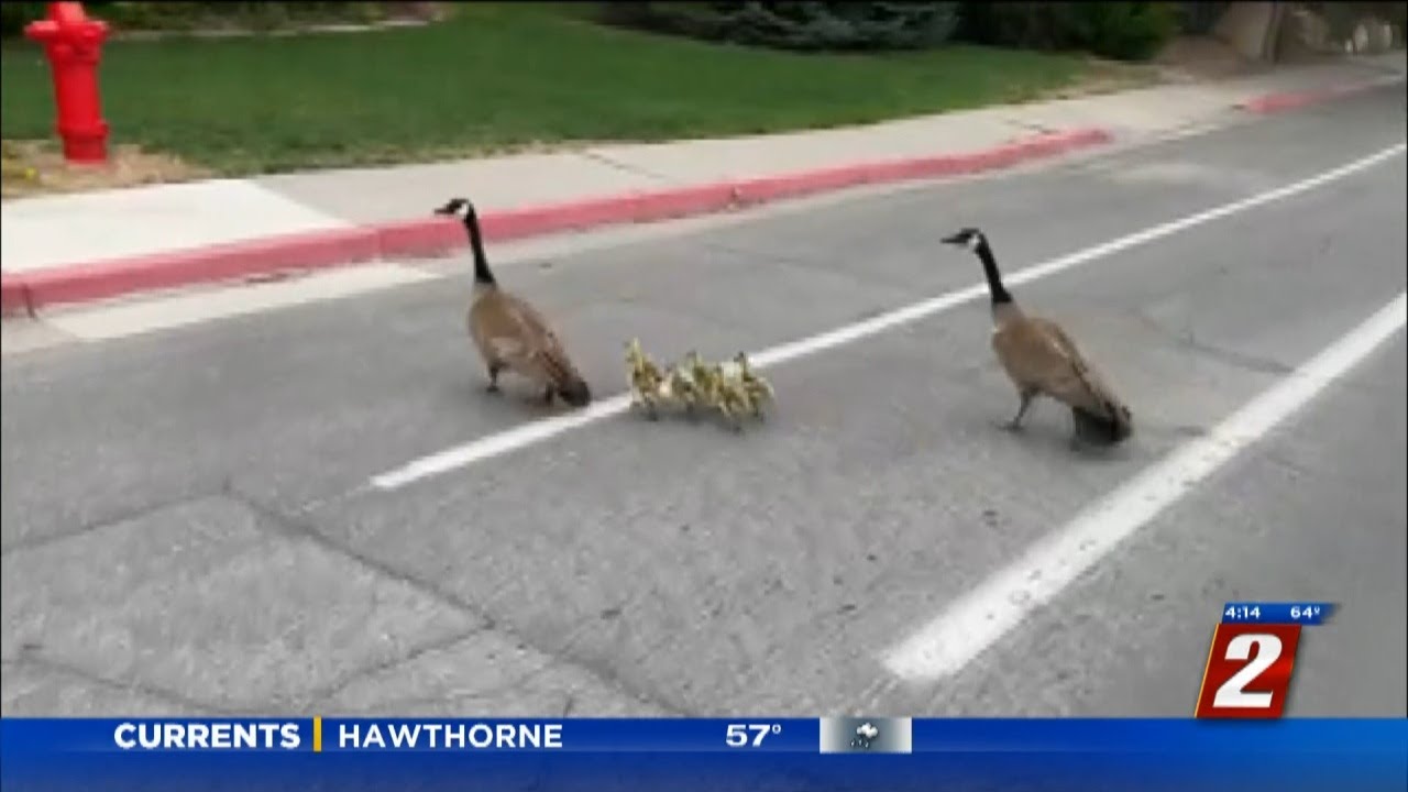 Family Of Geese Safely Cross The Road