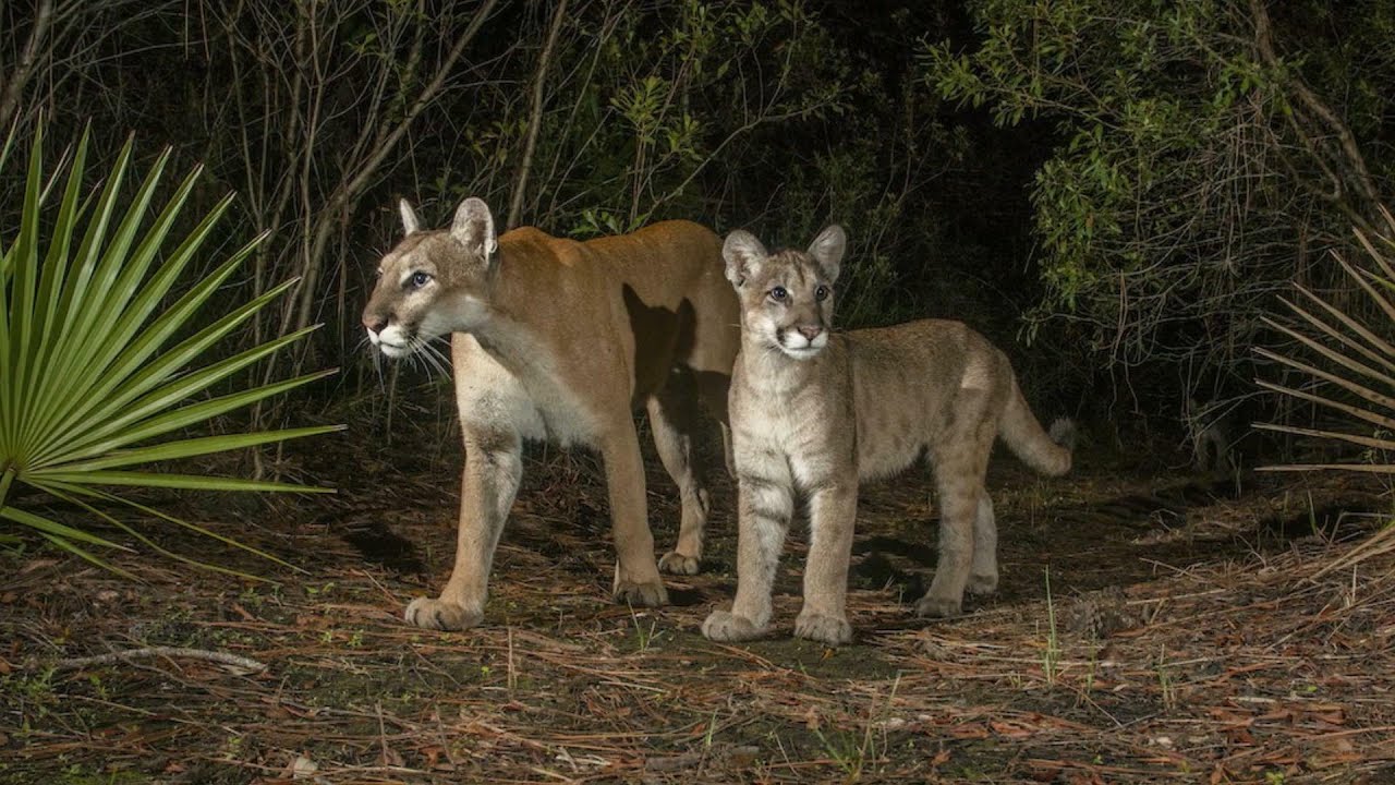 Florida Panther On The Brink Of Extinction Makes A Comeback