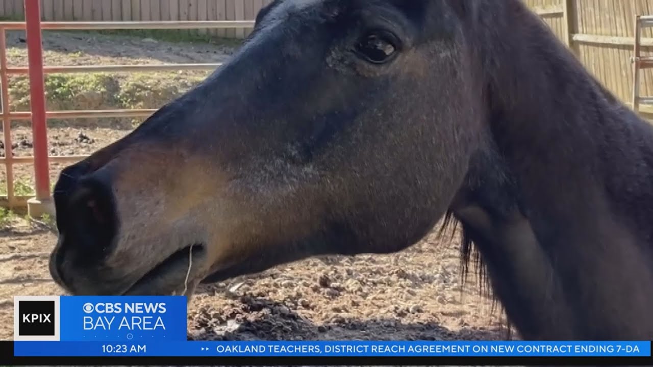 Healing through horses: Benefits of equine therapy 1 Healing Through Horses: Benefits Of Equine Therapy