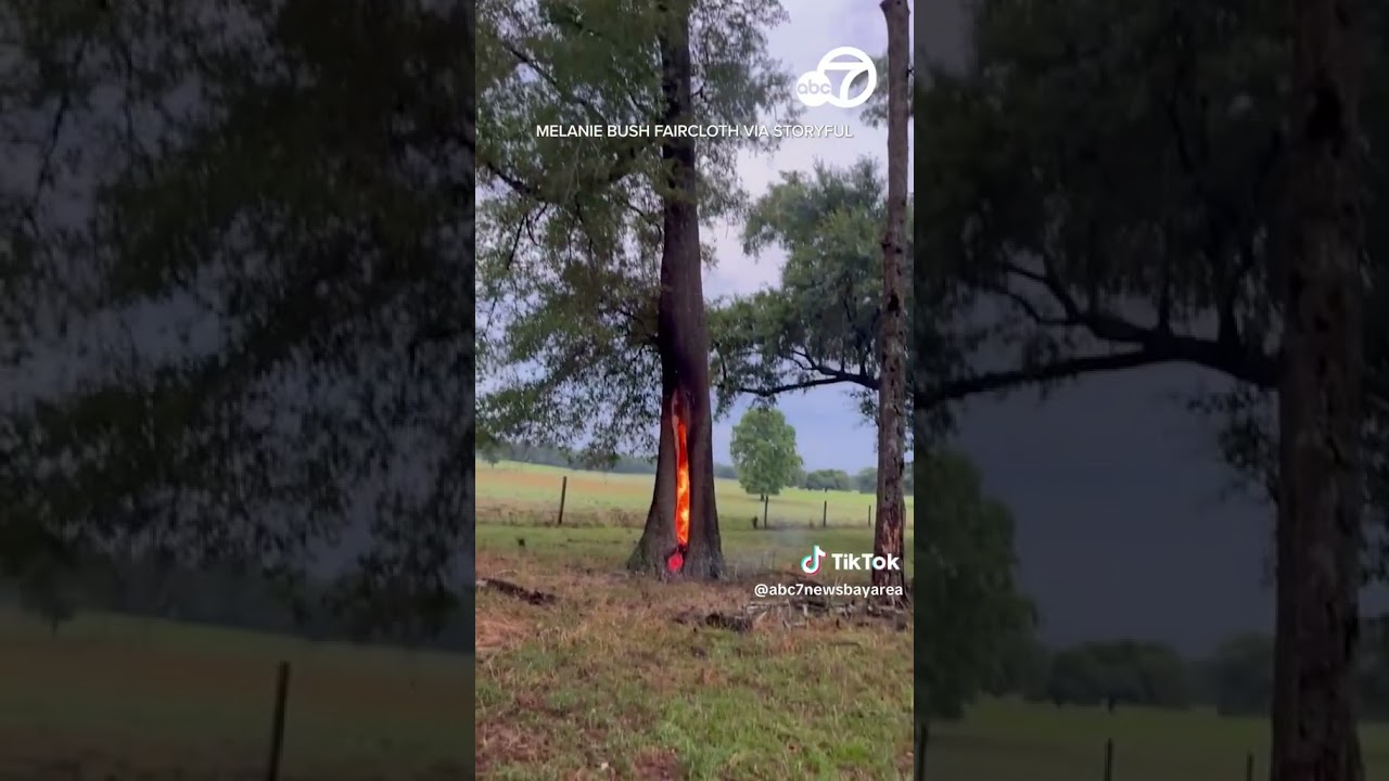 Inside Of Tree Catches Fire After Lightning Strikes In Florida