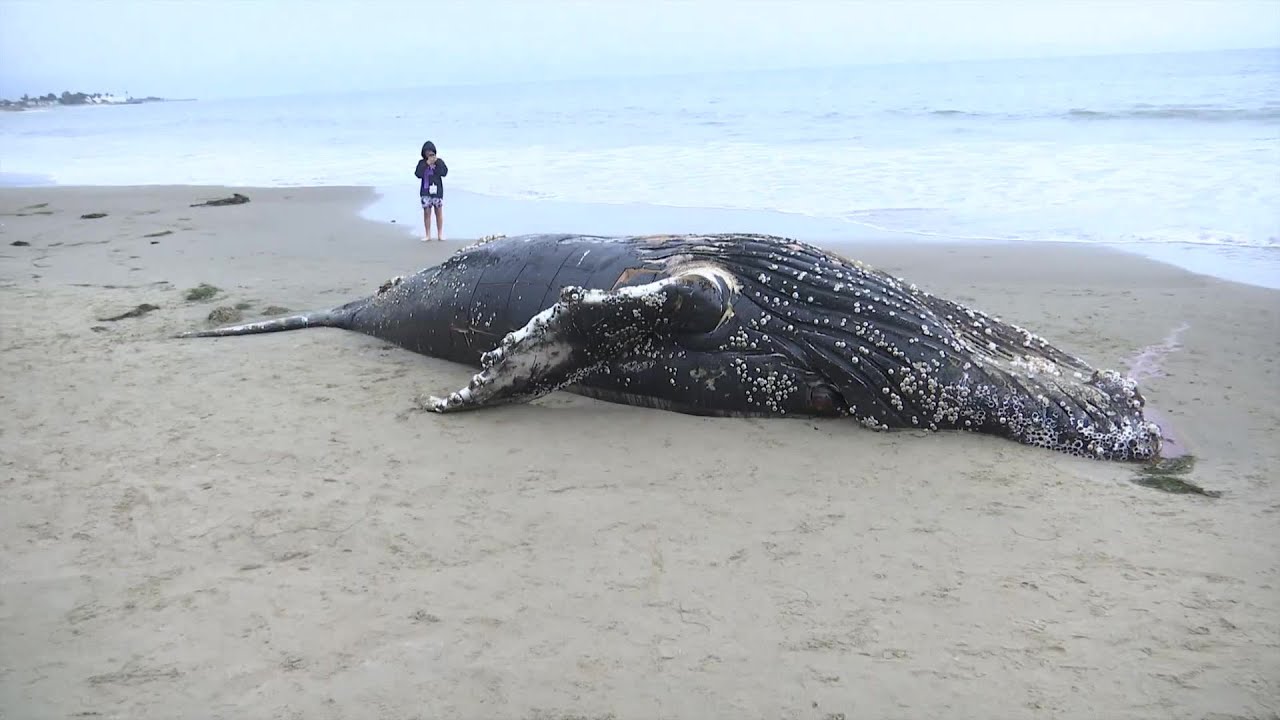 Juvenile Humpback Whale Remains Wash Ashore Near Carpinteria