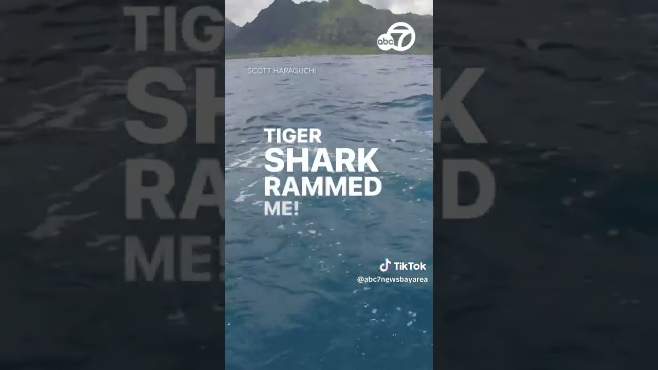 Kayaker Kicks Tiger Shark Away During Attack