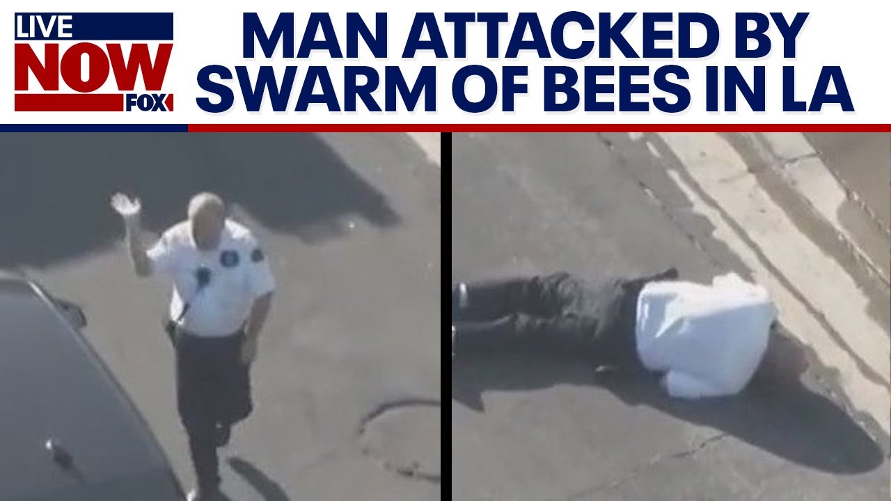 La Bee Swarm: Man Collapses After Being Attacked By Swarm Of Bees In Encino, Ca | Livenow From Fox