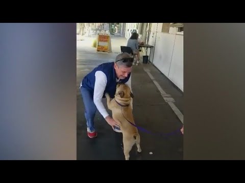 Ladera Heights Family Reunited With French Bulldog