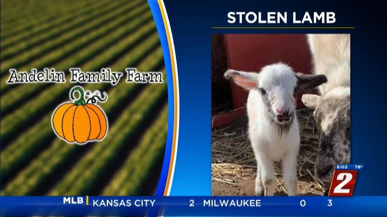 Lamb Stolen From Andelin Family Farm