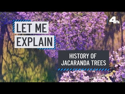 Let Me Explain: Jacaranda Trees | Nbcla