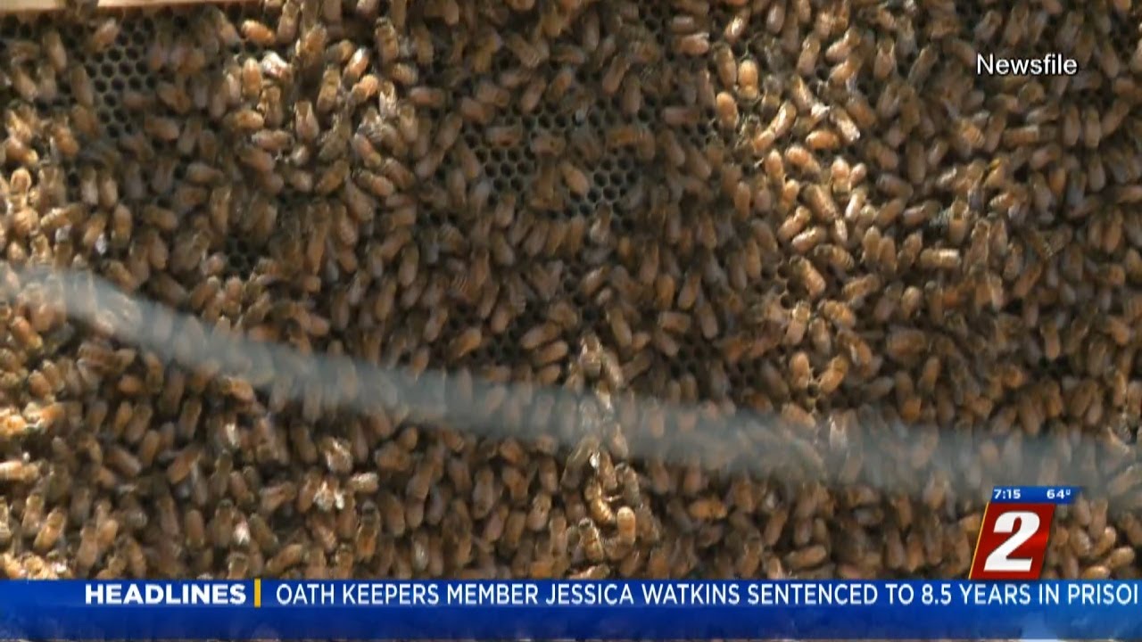 Long Winter And Wet Storms Keeping Bees Away