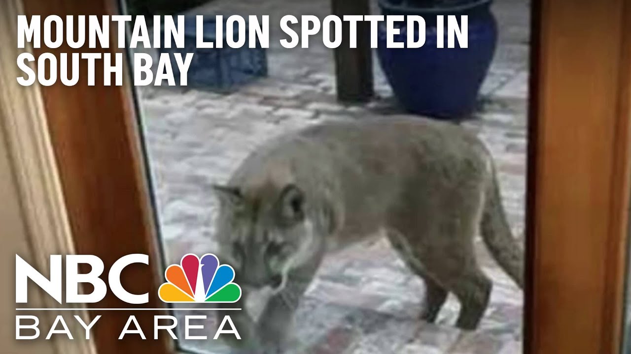 Mountain Lion Spotted In San Jose Neighborhood