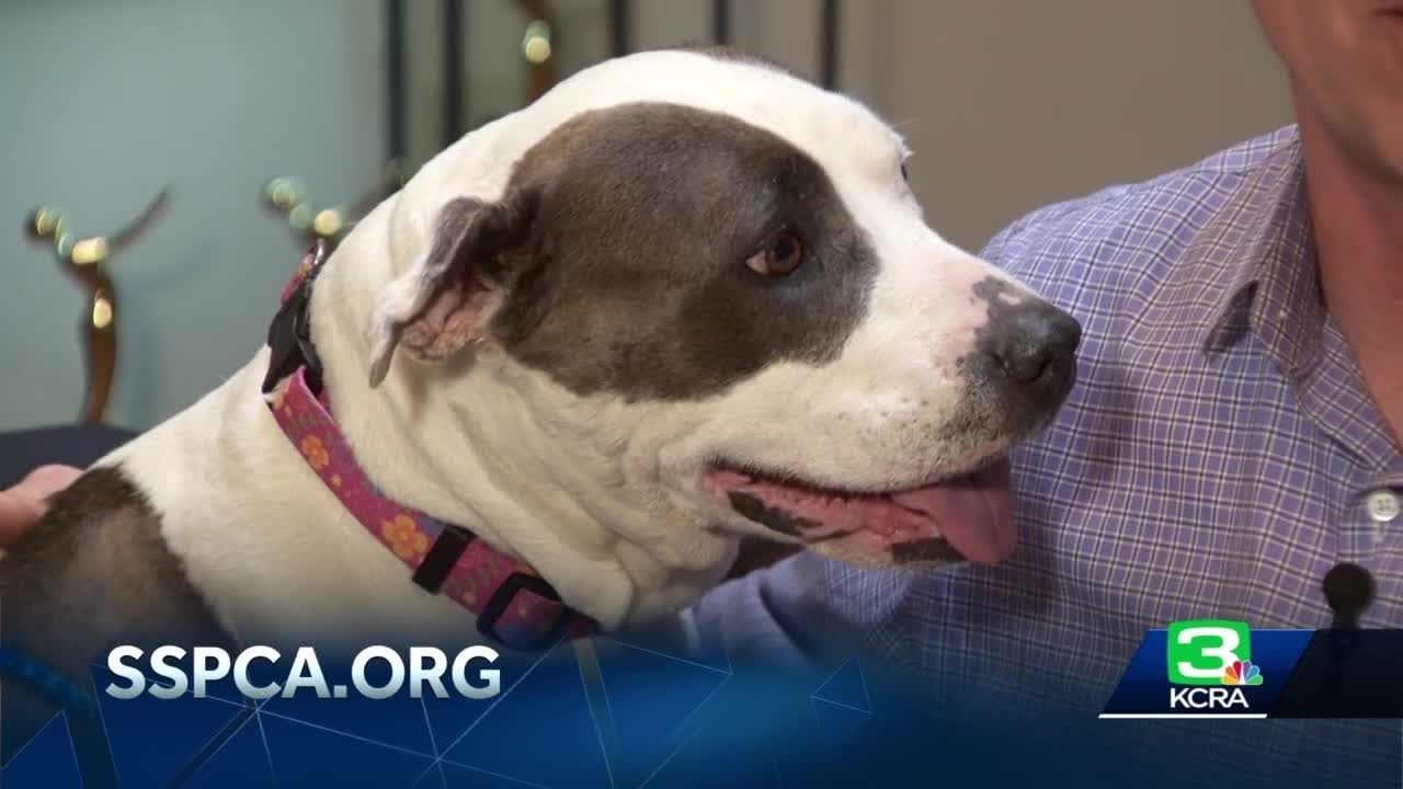 Pet Of The Week For May 3: Meet Cookie