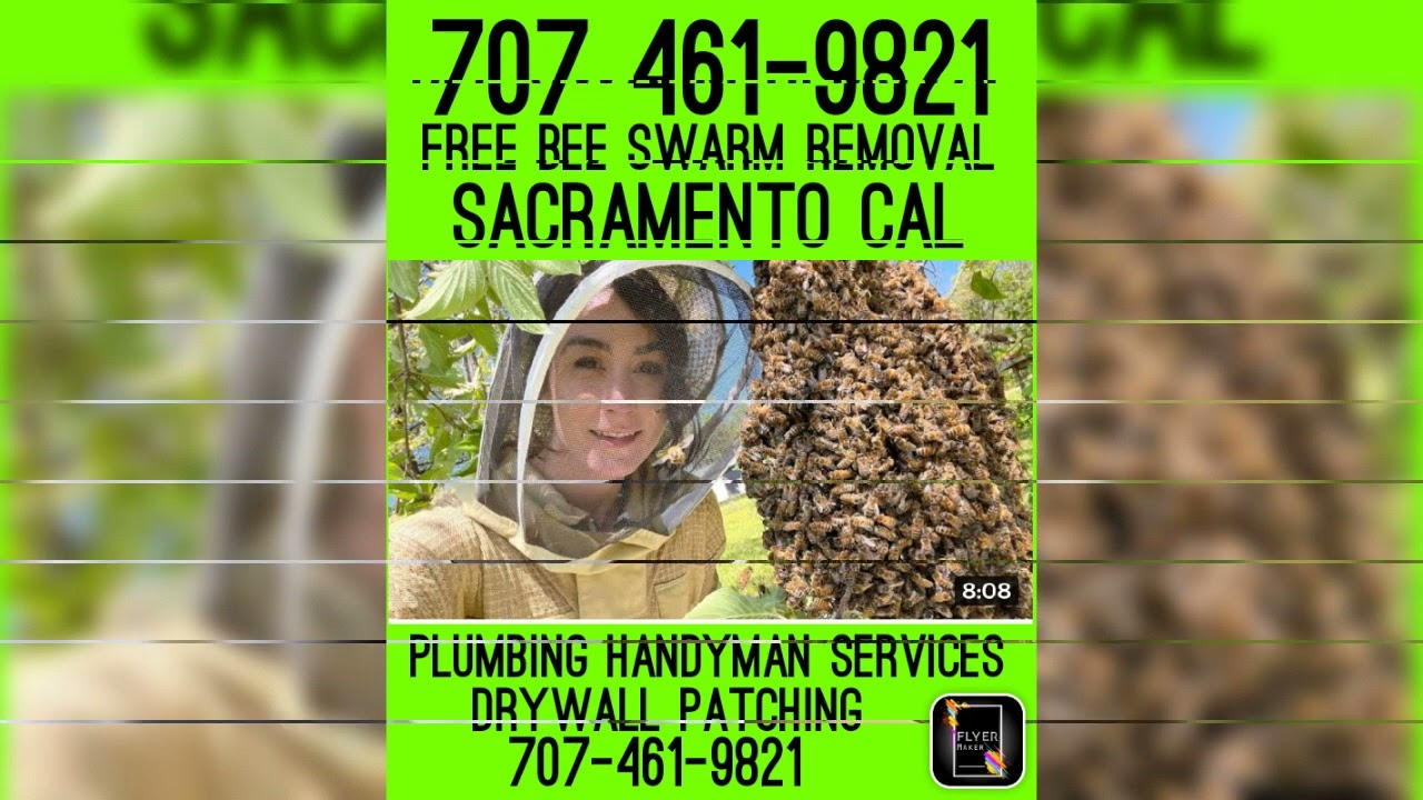 Sacramento California Bee Swarm 707 461 9821