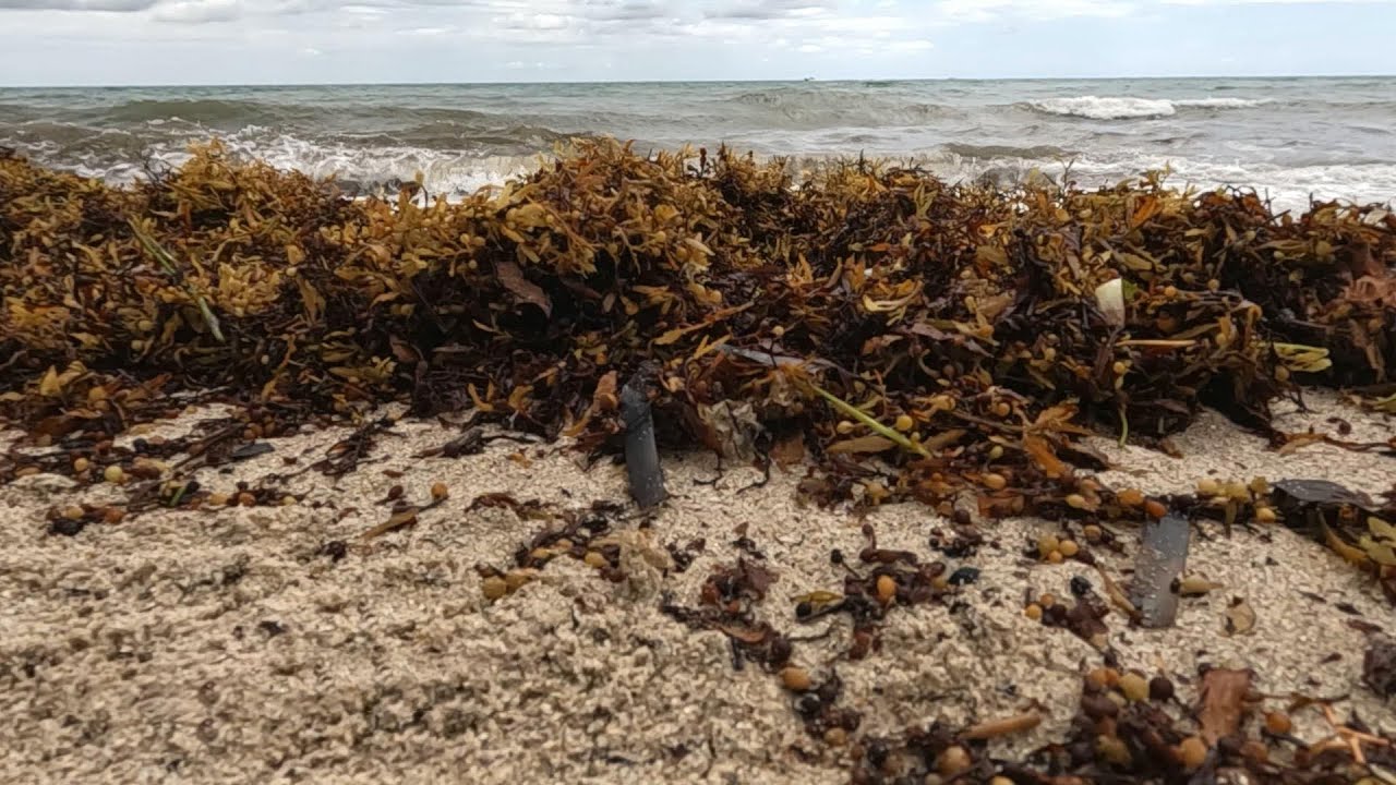 Sargassum Masses Are Threatening Florida’s Environment And Tourist Economy