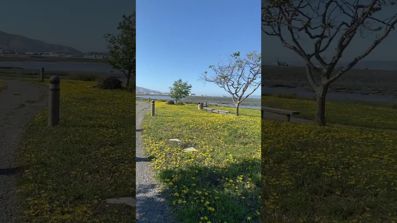 Sfo Airport Waterfront! #sanfranciscoairport #waterfront #beautiful #balancebike