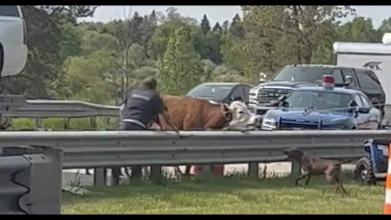 Steer On The Loose In Oakland County For 6 Weeks Captured Along I 75
