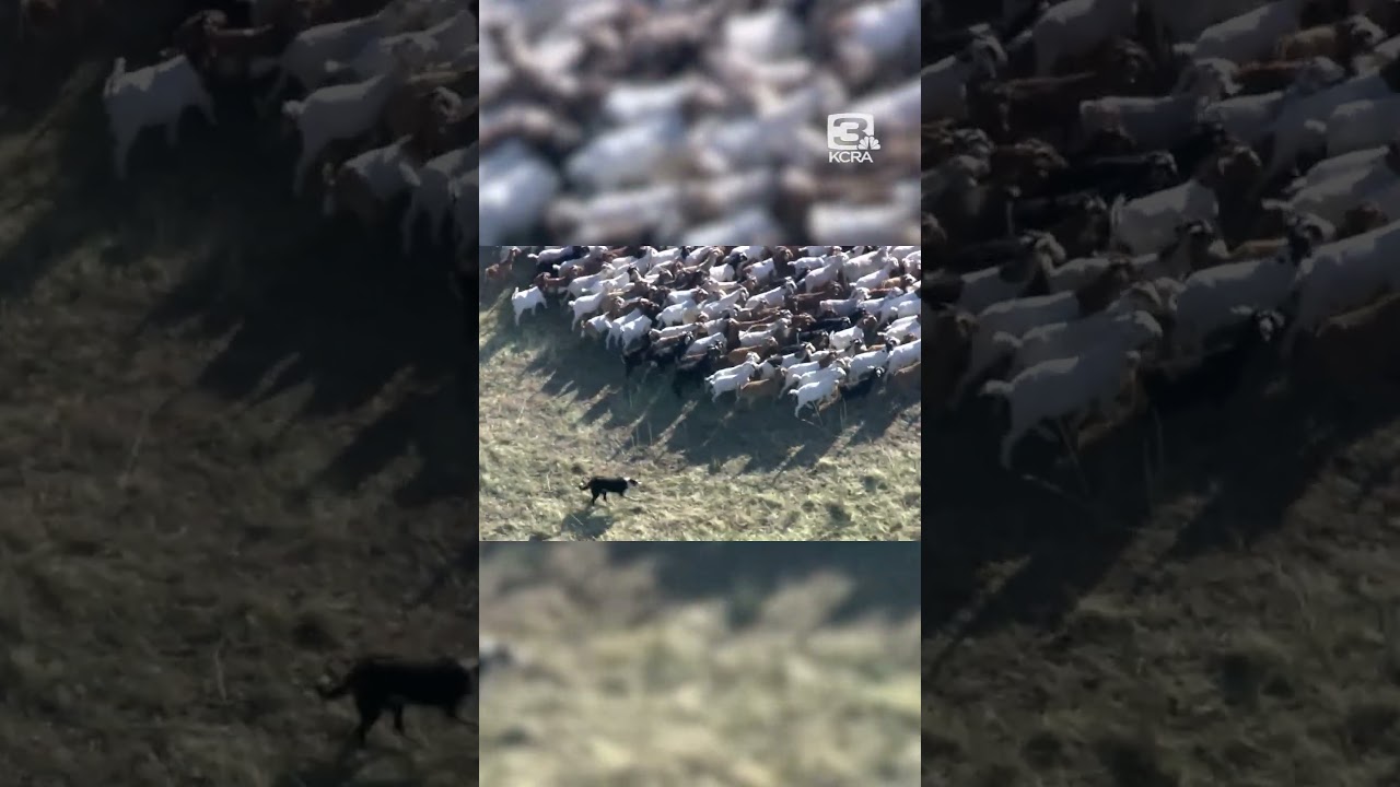 View from above: Border collies herd goats in Sacramento County 1 View From Above: Border Collies Herd Goats In Sacramento County