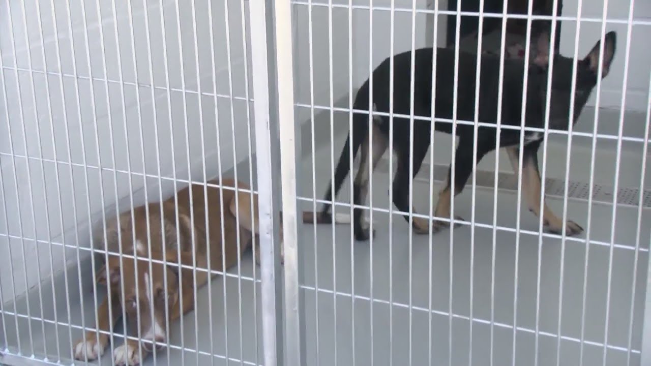 Want A Free Animal? Free Pet Adoption Event In Fresno