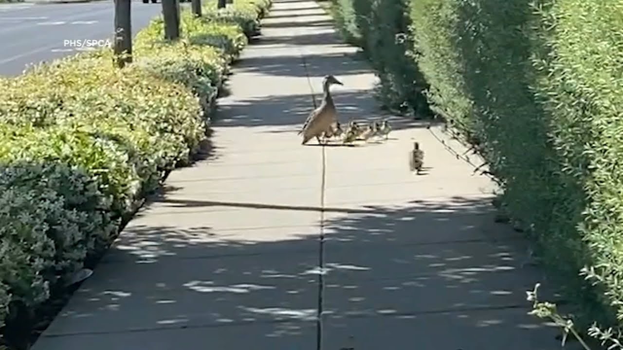 12 Ducklings Rescued From San Mateo Storm Drain Reunited With Mom By Local Agencies