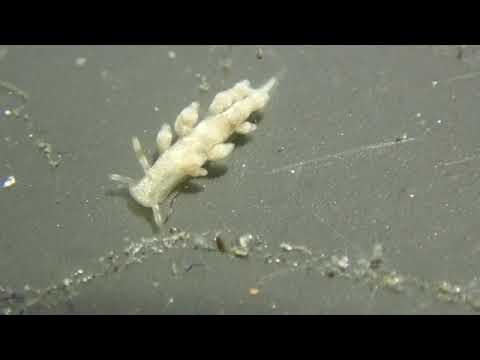 A Mystery Nudibranch In Lake Merritt