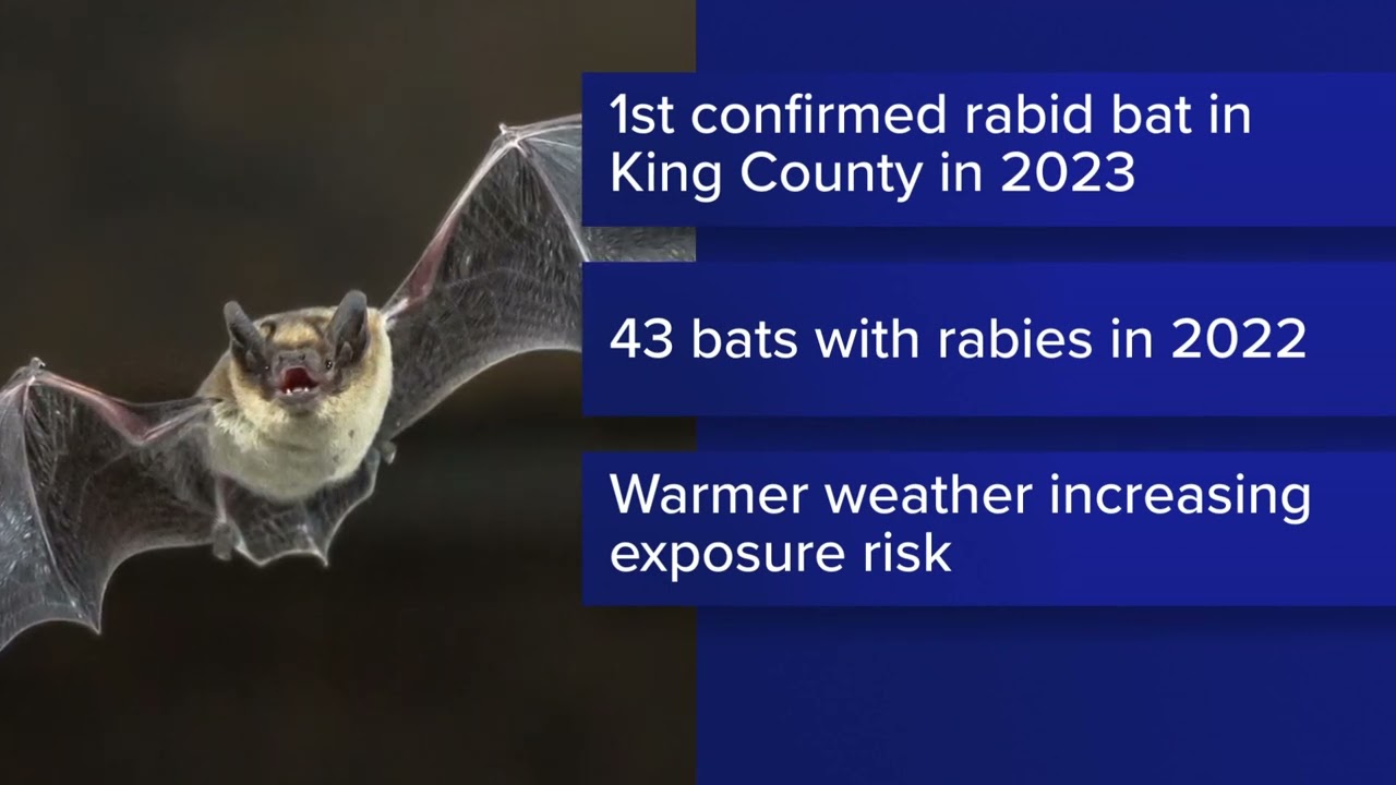 Bat In King County Tests Positive For Rabies