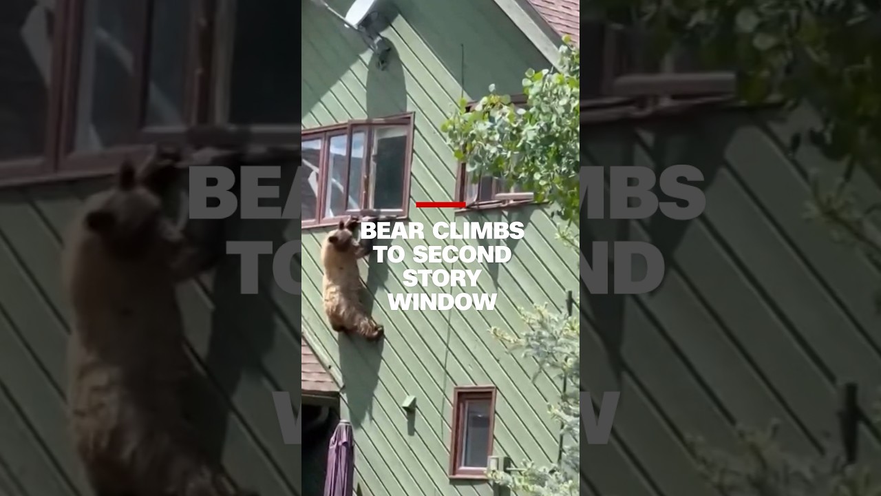 Bear Climbs Through Second Story Window