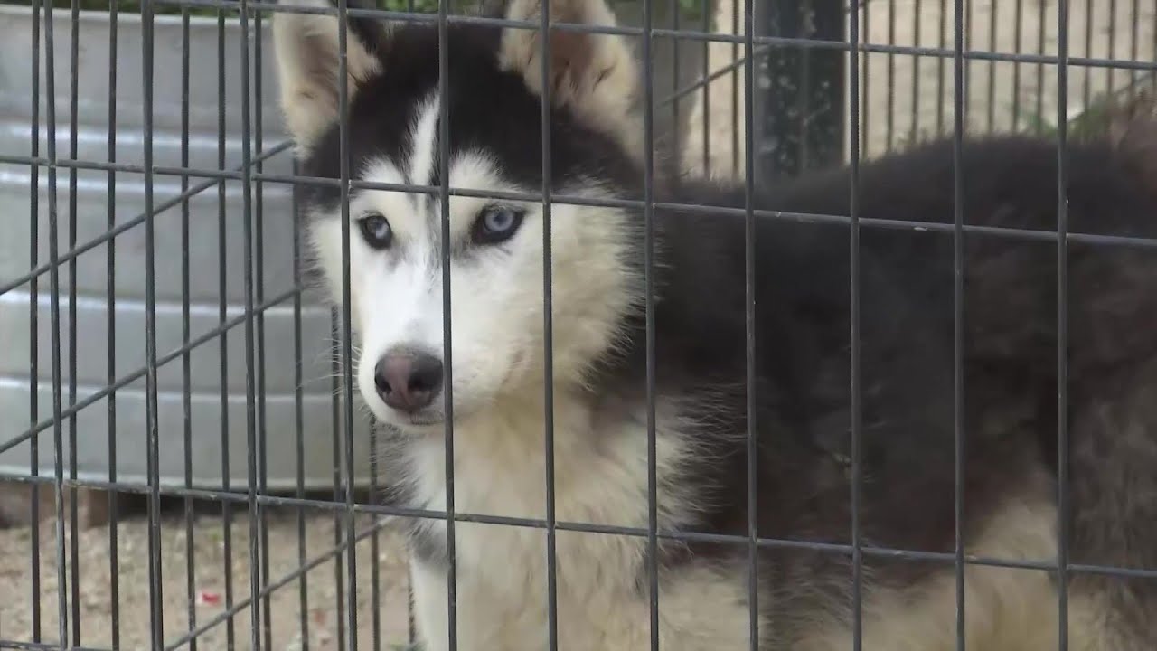 Kids Learn About Important Animal Related Issues At Camp Hosted At Santa Maria Animal Center