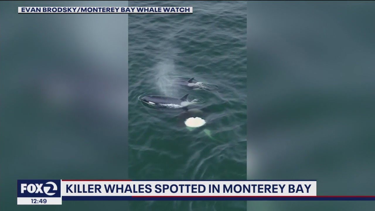 Killer Whales Spotted In Monterey Bay