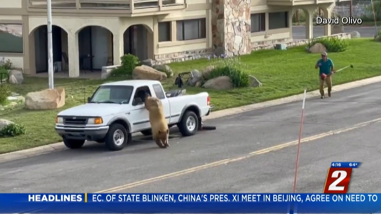 Landscaper Scares Away Bear At Lake Tahoe