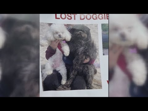 Portland Woman’s Car With Two Dogs Inside Stolen In A String Of Thefts At A Southwest Portland Commu