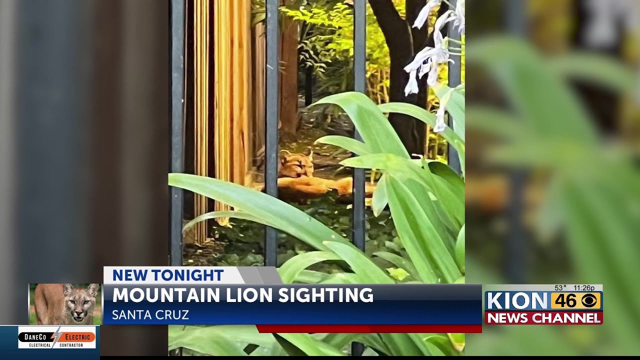 Santa Cruz Police Still Looking For Mountain Lion Spotted In Various Neighborhoods