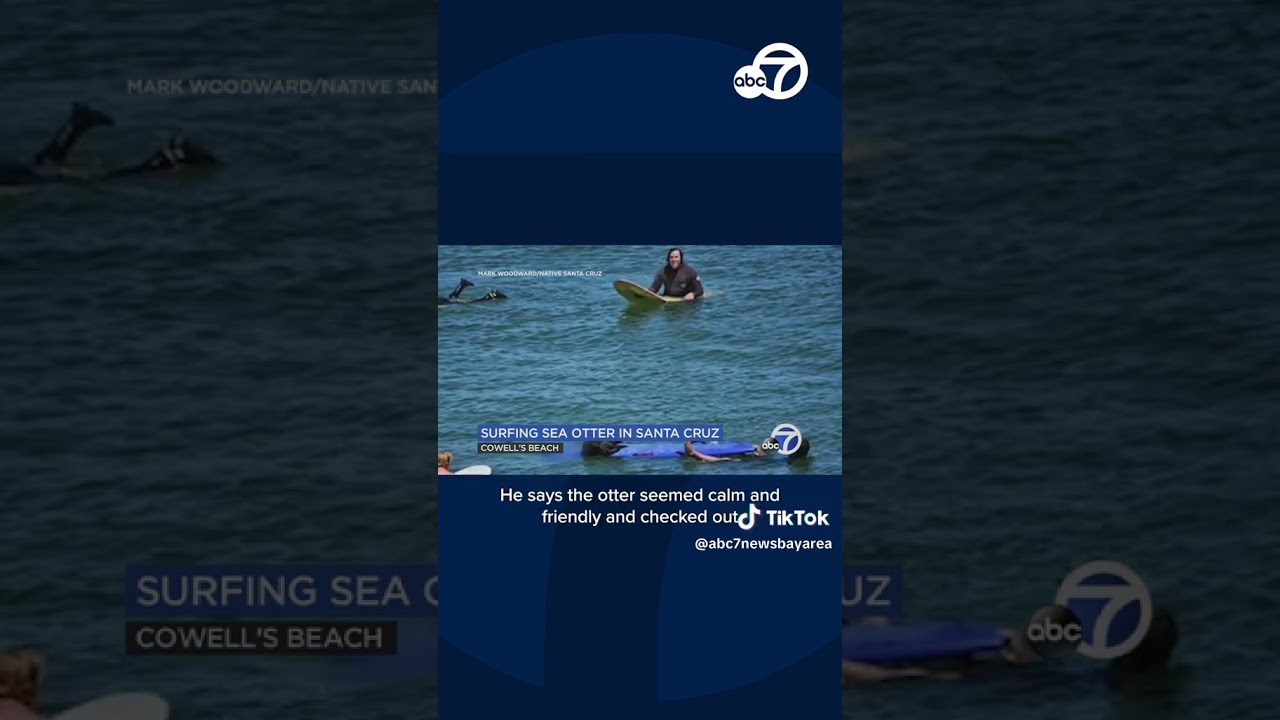 Sea Otter Checks Out Surfboards At Santa Cruz Beach