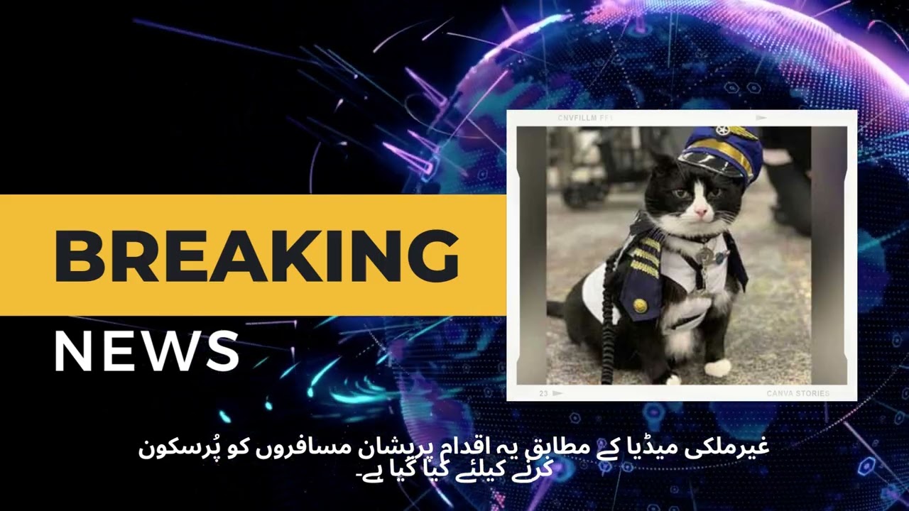 the san francisco international airport airportsan fransico airport hired cat for nervous flyers 1 The San Francisco International Airport Airportsan Fransico Airport Hired Cat For Nervous Flyers