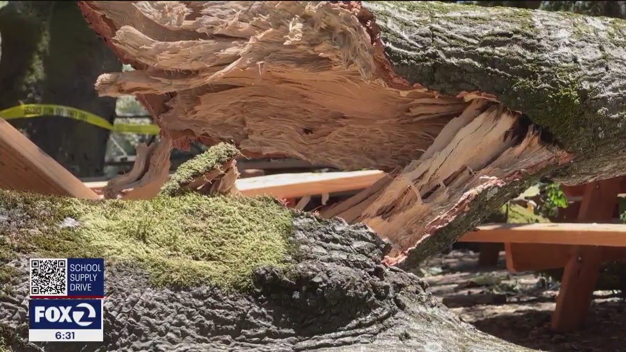 6 Recovering After Large Tree Branch Crashed Church Group’s Picnic