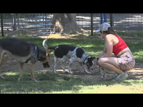 A ‘tail’ Of Two Parks | Sacramento Neighbors Disagree Over Dog Park Safety