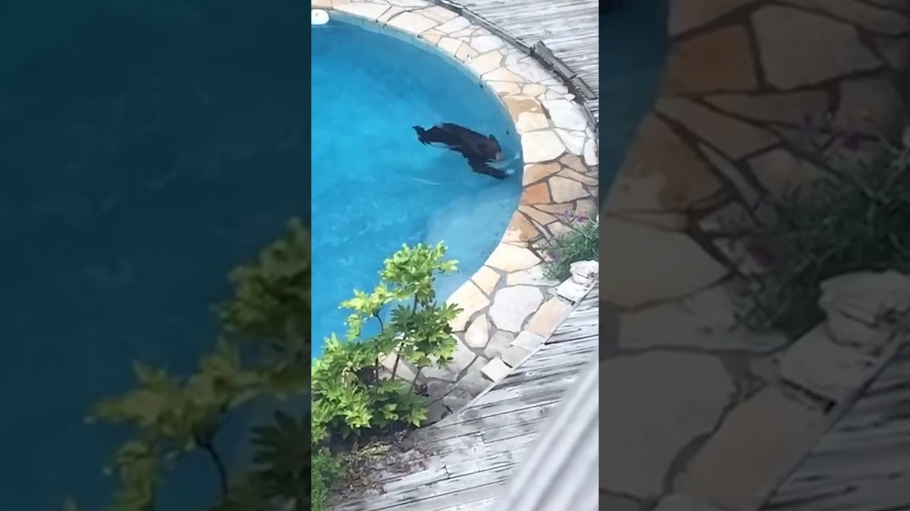 Bear in Northern California goes for swim in someones pool 1 Bear In Northern California Goes For Swim In Someones Pool