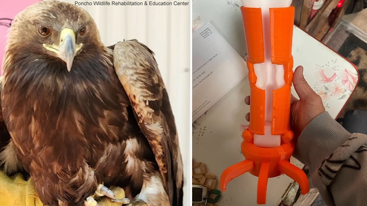 Ca Prosthetics Maker Devastated After Eagle He Was Trying To Help Is Euthanized – Exclusive