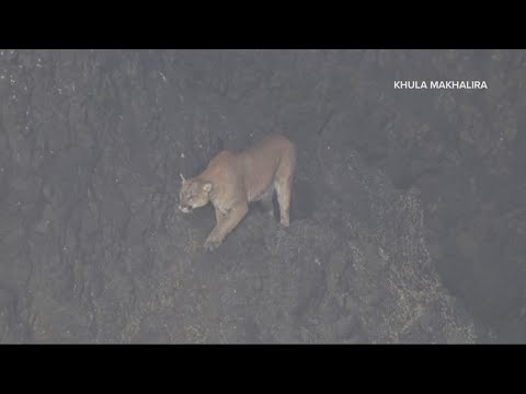 Cannon Beach reopens after cougar believed to have left Haystack Rock 2 Cannon Beach Reopens After Cougar Believed To Have Left Haystack Rock