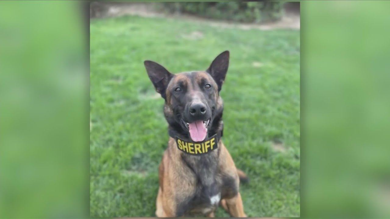 Clovis Resident Finds Missing Madera Co. Sheriff’s K 9