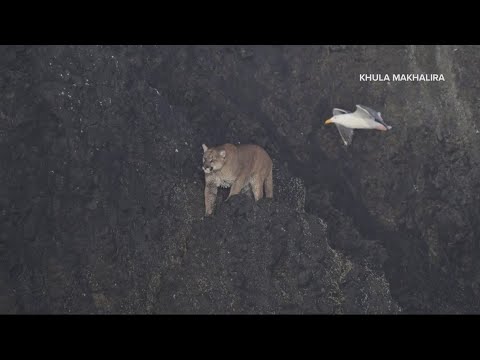 Cougar Spotted On Haystack Rock Leads To Cannon Beach Closure