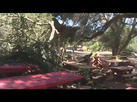 Fallen Tree Injures 6 People At Santa Rosa Park