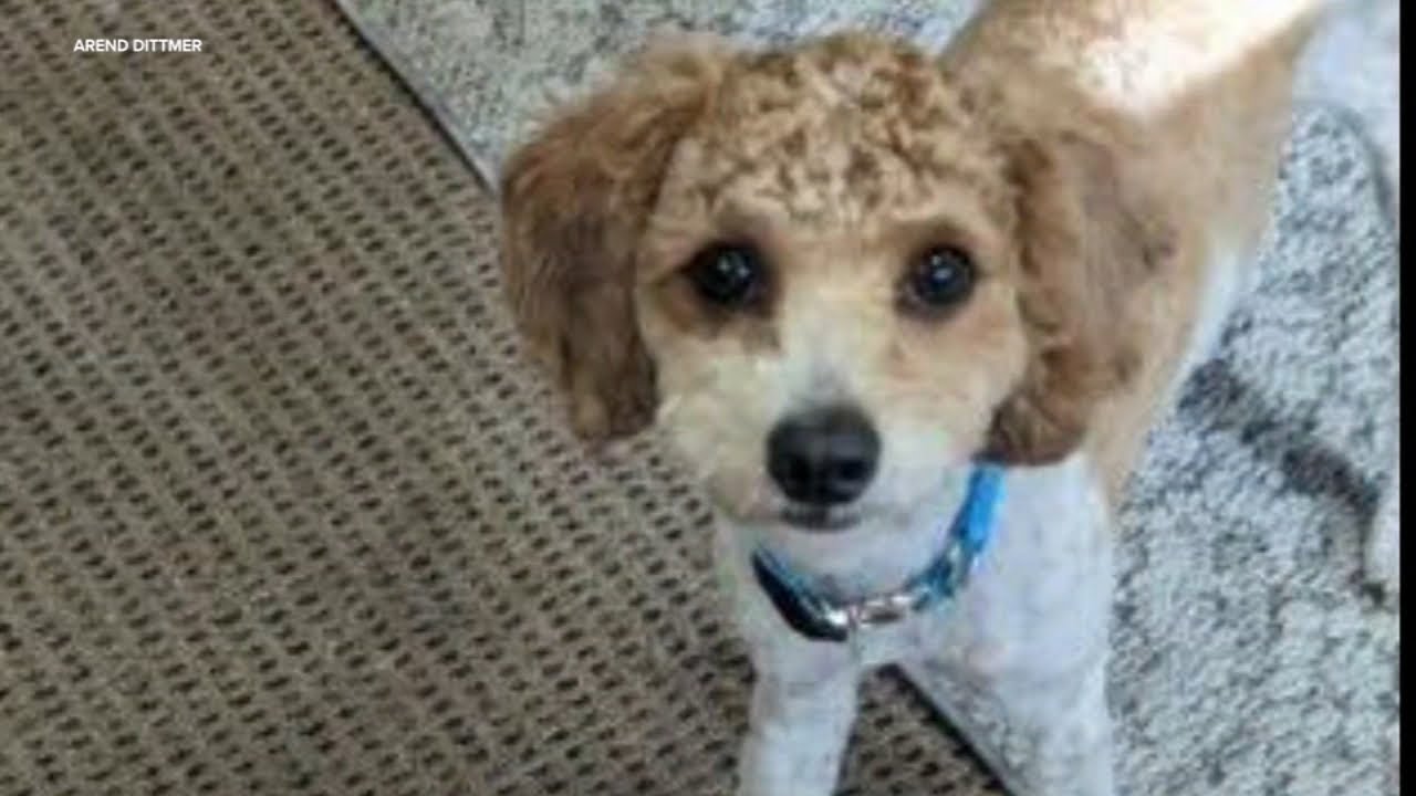 Have You Seen Buddy? Bay Area Family Searching For Missing Therapy Dog Last Seen Outside Bank
