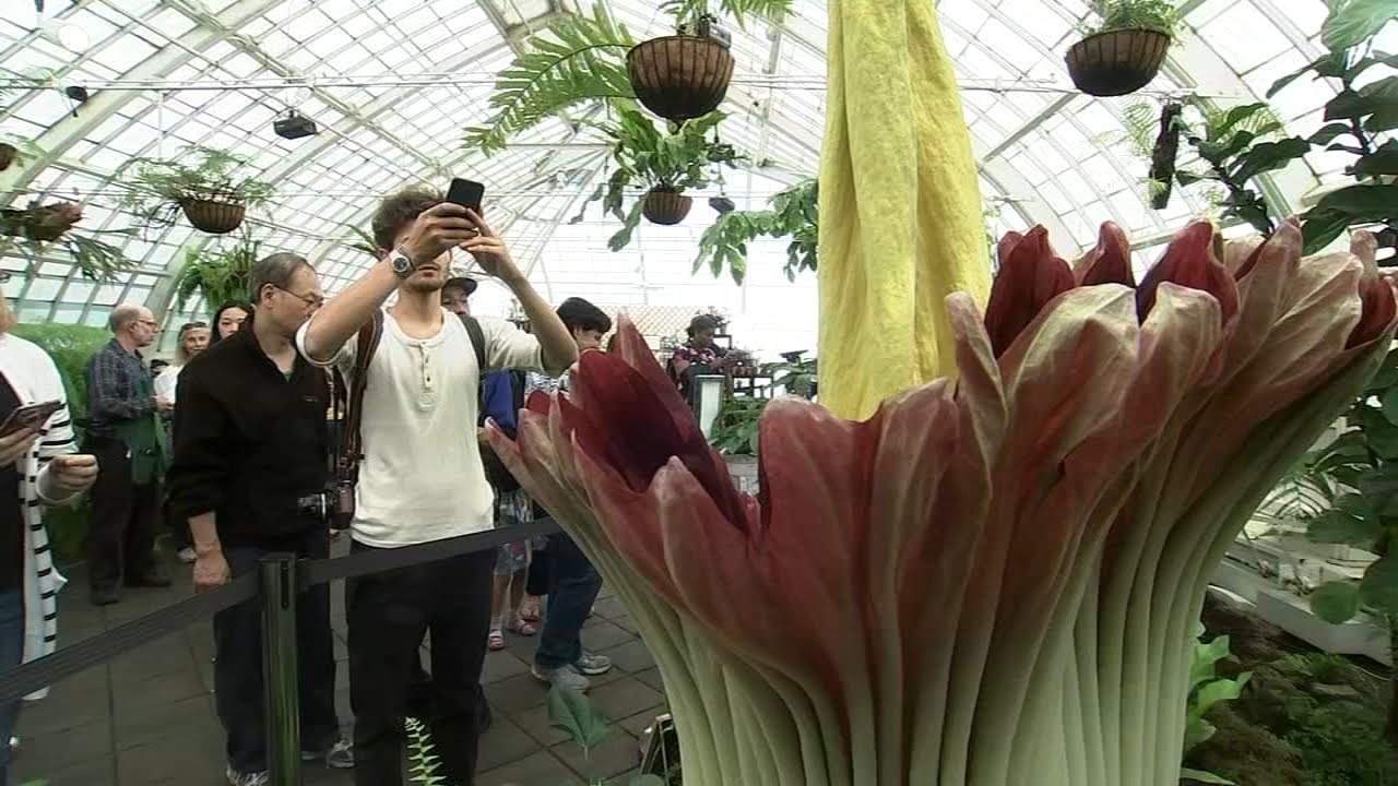 Here’s How To Watch Rare Corpse Flower At San Francisco Conservatory Before It Wilts Away