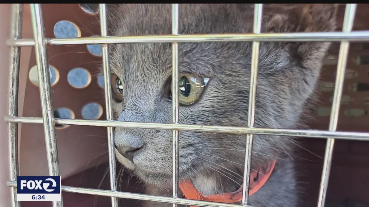 Homeless Say Several Cats Missing After Caltrans Sweep Of Encampment