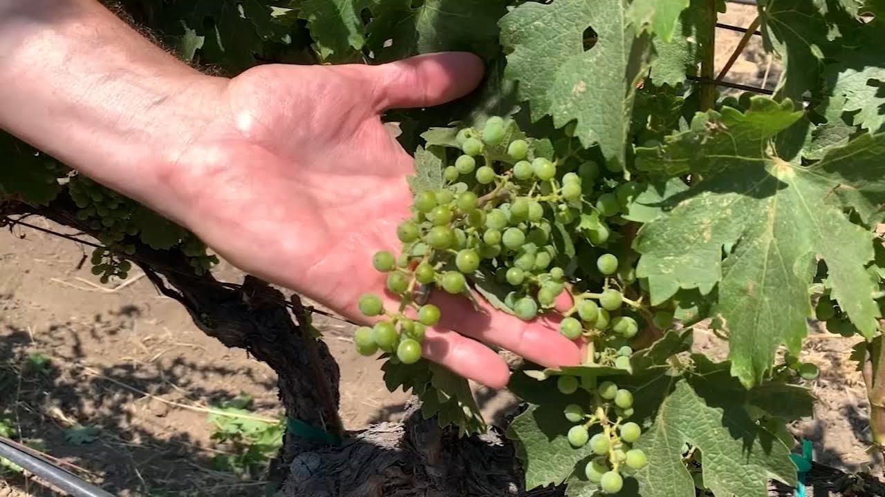 Napa’s 2023 Grape Harvest May Be Delayed By Weeks Due To Weather