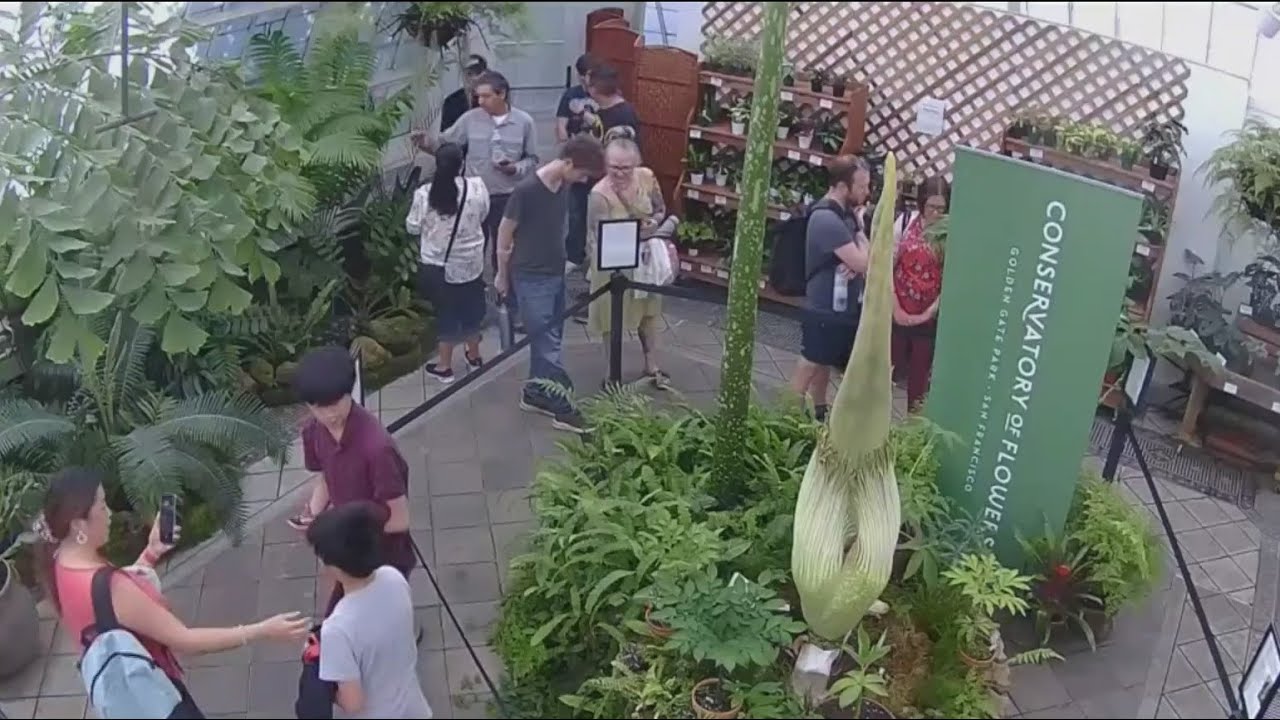 People Line Up To Visit Corpse Flower About To Bloom At Sf Conservatory Of Flowers