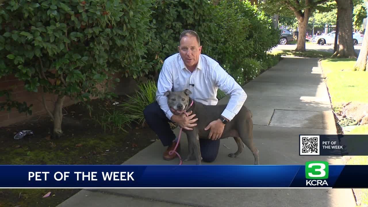 Pet Of The Week: Meet Riley